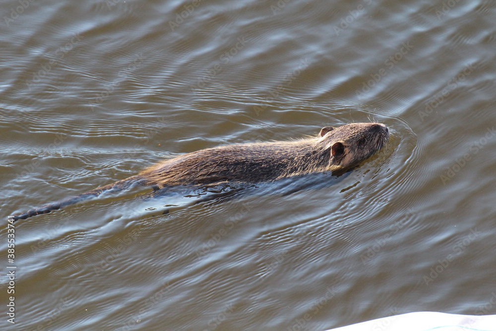Obraz premium Nutrias, Bisams, Ondatra zibethicus am Flussufer.