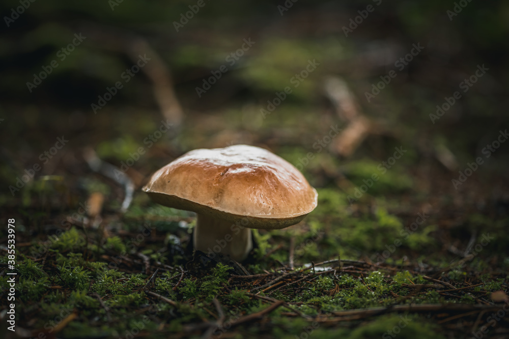edible mushrooms boletus in the forest edible mushrooms boletus in the forest