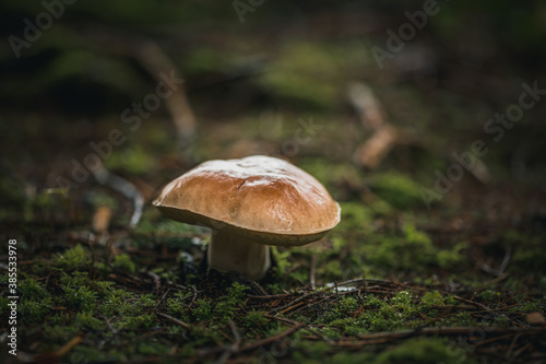 edible mushrooms boletus in the forest