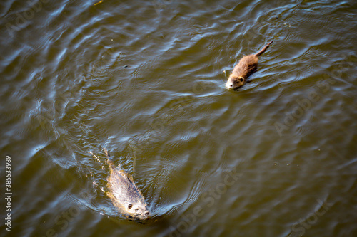 Nutrias, Bisams, Ondatra zibethicus am Flussufer. © boedefeld1969