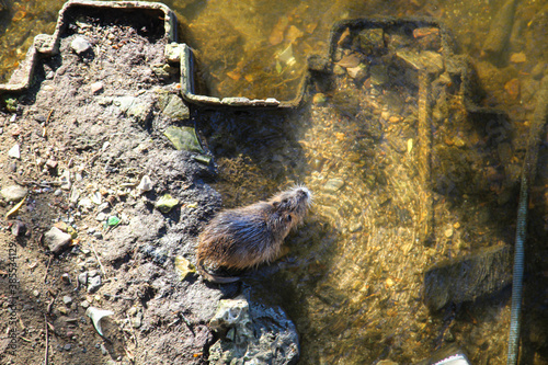 Nutrias  Bisams  Ondatra zibethicus am Flussufer.