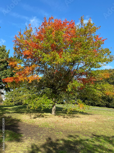 Beautiful bright orange tree in fall season outdoors in London