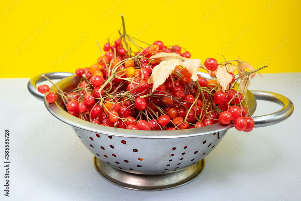 Red berries of Viburnum isolated on yellow background, autumn berry. Red berries of Viburnum isolated on yellow background, autumn berry.