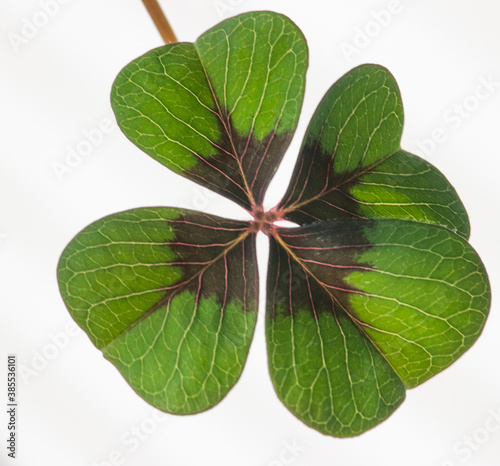 four leaves clove, symbol of luck,  growing plant at home, macro photography, hobby during lock down photo