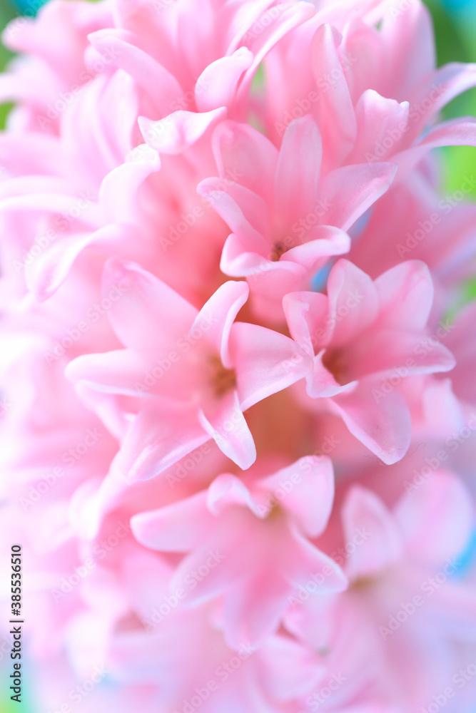 花ヒアシンス 花ヒアシンス