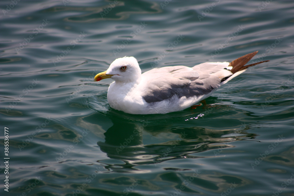 Seagull swims in the open sea and searches for fish. Seagull swims in the open sea and searches for fish.