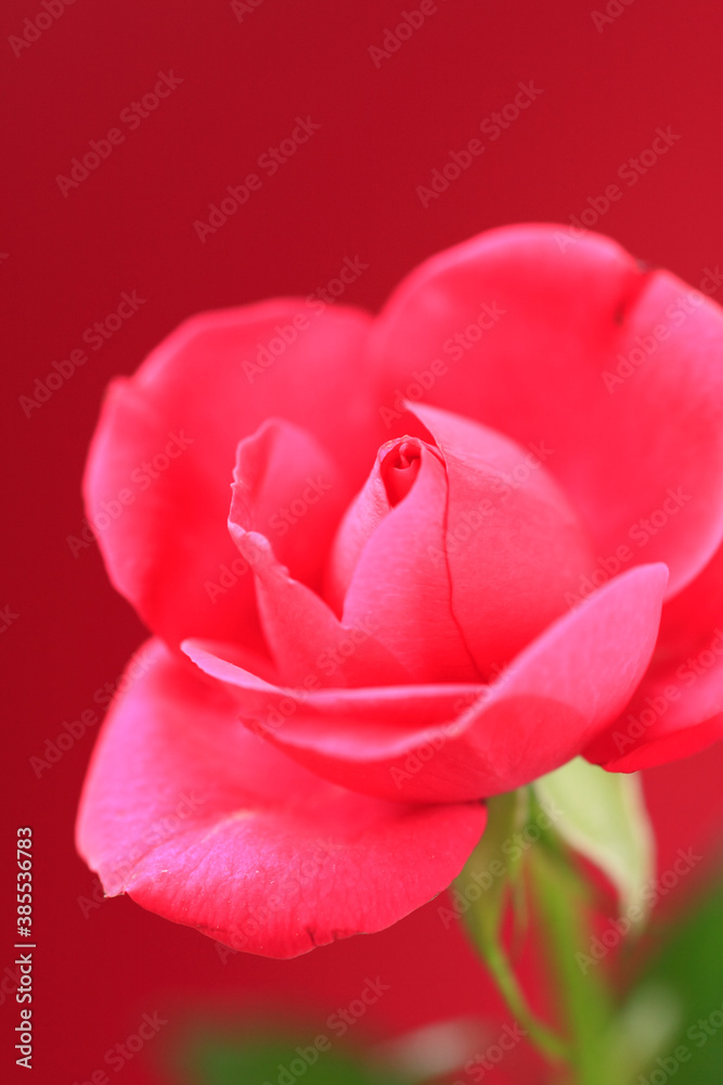 赤い薔薇 赤い薔薇