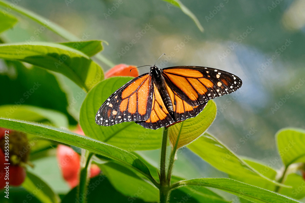 Monarch (Danaus flexippus) on a leaf - Costa Rica Monarch (Danaus flexippus) on a leaf - Costa Rica