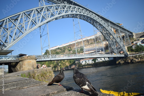 Palomas ante el famoso puente Don Luis I en Oporto, Portugal. © Yiyana