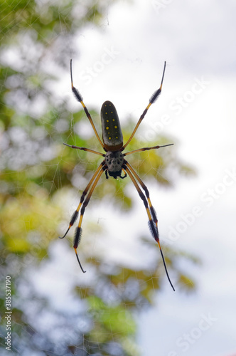 Banana spider / Golden silk spider in Tortuguero National Park, Costa Rica