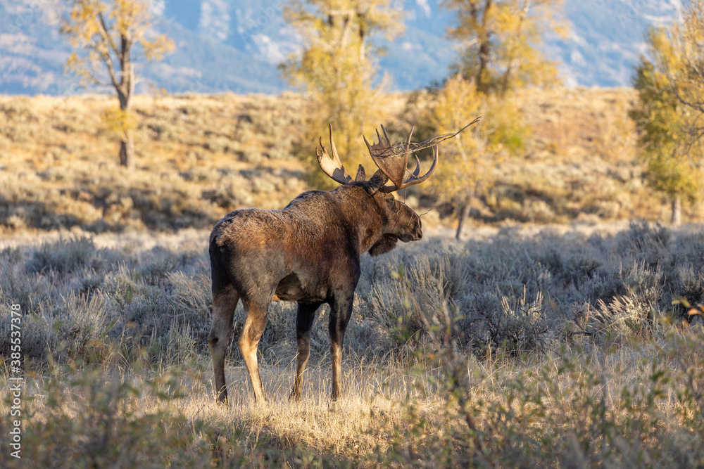 Bull Moose in Wyoming in Autumn