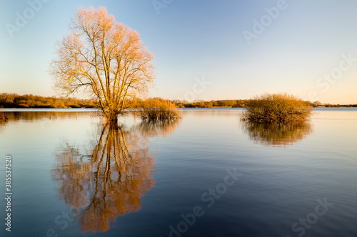 Fototapeta L'heure dorée sur un lac en hiver avec le reflet des arbres et arbustes, effet miroir