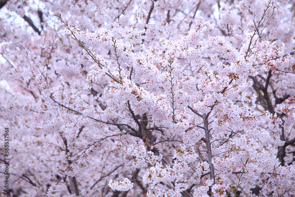 桜 桜