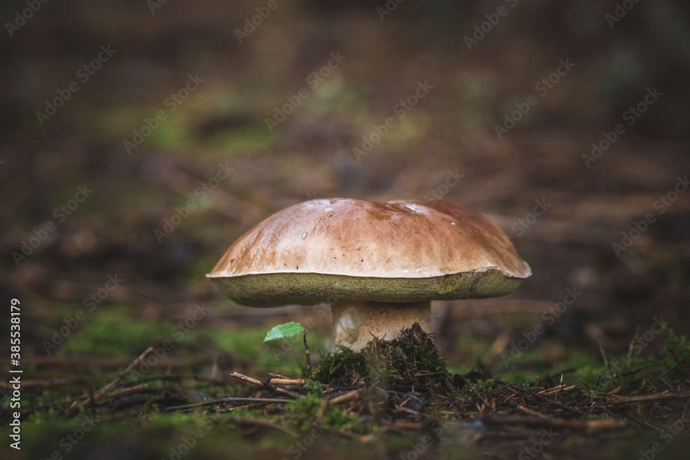 edible mushrooms boletus in the forest edible mushrooms boletus in the forest