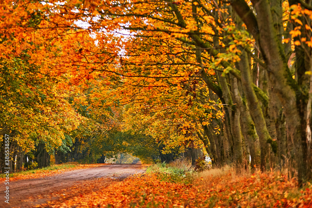 Country road, lane with trees in autumn. Fall season. Rows of trees in park alley