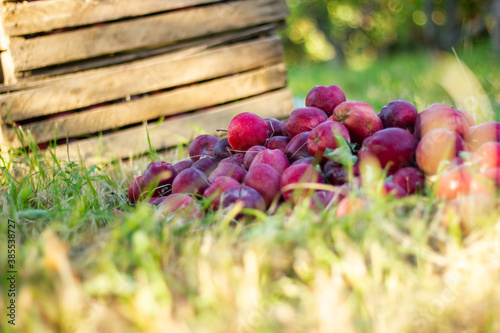 pile of red apples in a apple orchard