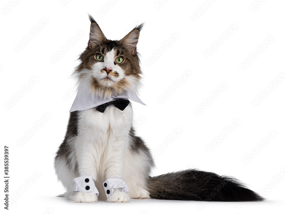 Obraz premium Cute Maine Coon cat, sitting up facing front, wearing tuxedo. Isolated on white background.
