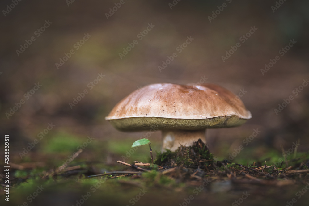edible mushrooms boletus in the forest edible mushrooms boletus in the forest
