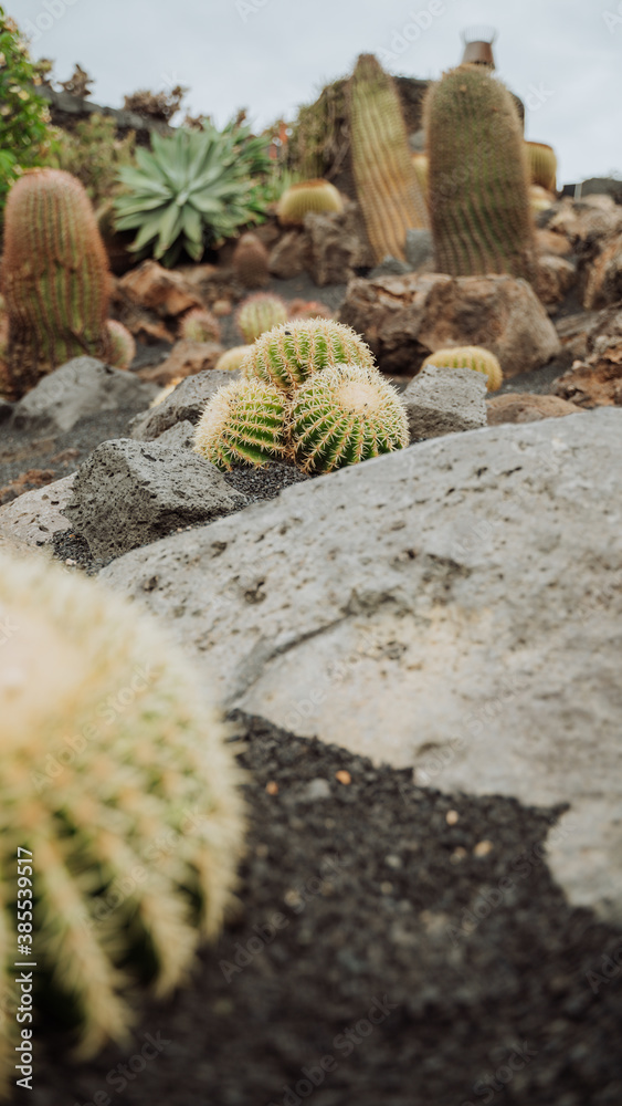 zielone kaktusy i kamienie w parku kaktusów na Lanzarote zielone kaktusy i kamienie w parku kaktusów na Lanzarote