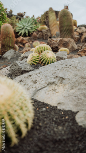 zielone kaktusy i kamienie w parku kaktusów na Lanzarote