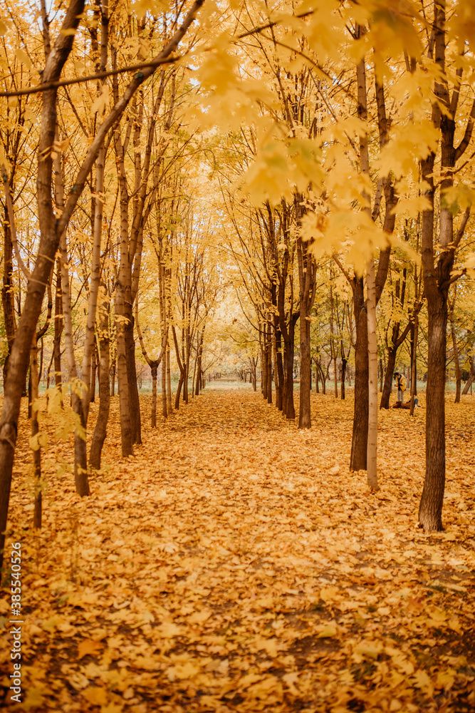 Fototapeta premium autumn in the park
