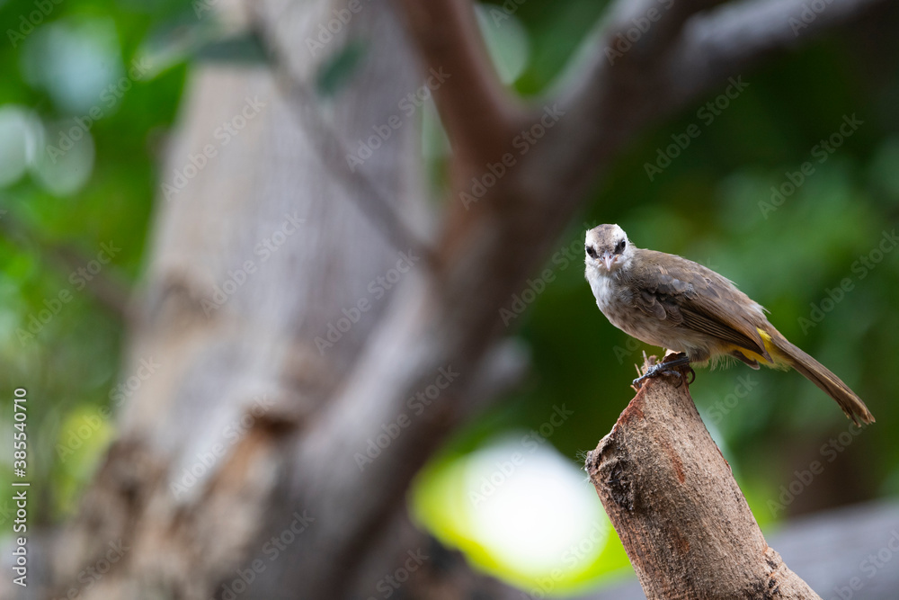 Yellow - vented Bulbul Yellow - vented Bulbul