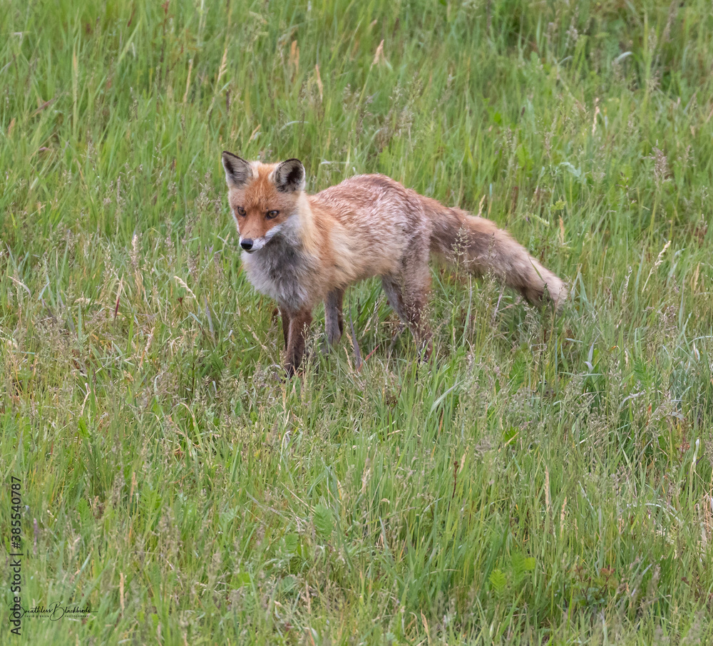Red Fox (Vixen) foraging for food for her cubs, summer '20
Red Fox (Vixen) foraging for food for her cubs, summer '20
