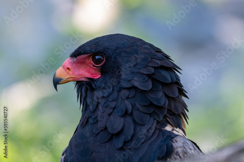 Bateleur (Terathopius ecaudatus) in side view portrait