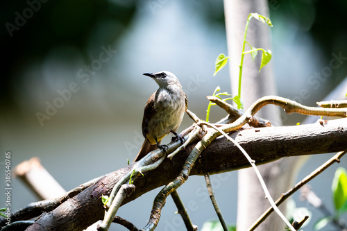 Yellow - vented Bulbul photo