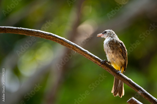 Yellow - vented Bulbul photo