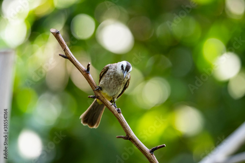 Yellow - vented Bulbul photo