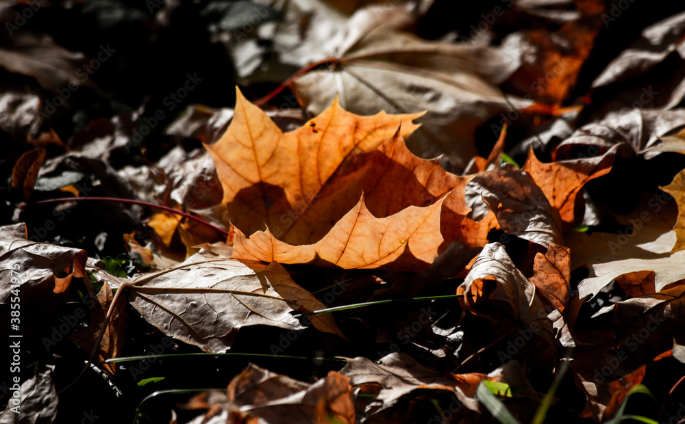 Fototapeta premium autumn leaves on the ground
