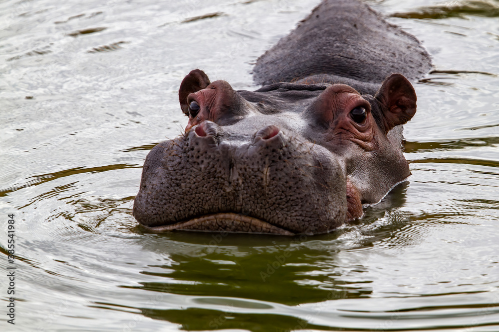 Hippopotamus swimming in a small lake in a game reserve in Central Namibia Hippopotamus swimming in a small lake in a game reserve in Central Namibia