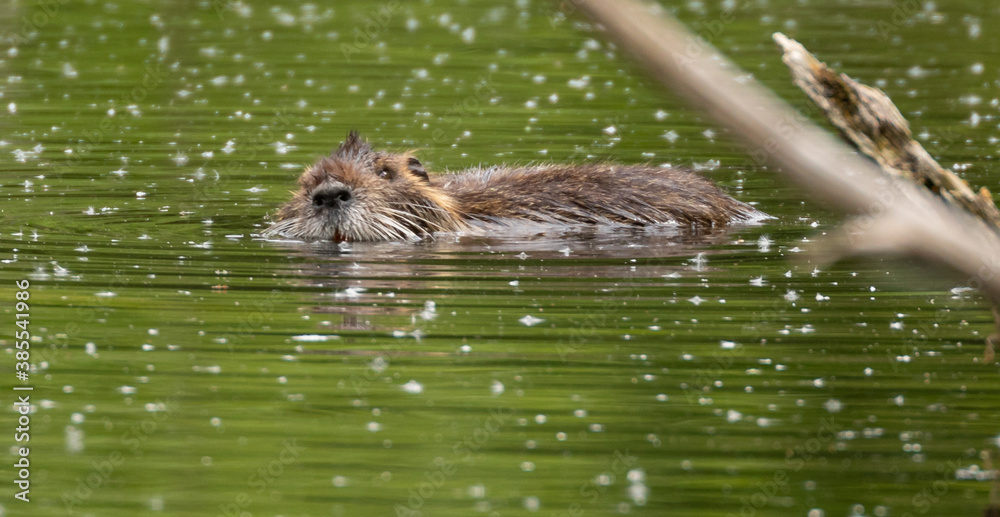 Coypu, non-native, swimming in lake Coypu, non-native, swimming in lake