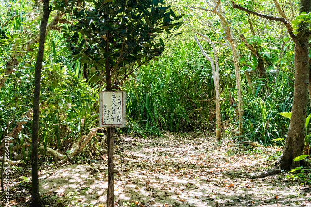 新城島 パナリ島 道 新城島 パナリ島 道