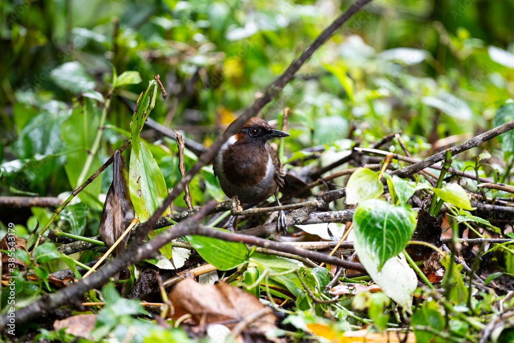 White - necked Laughingthrush