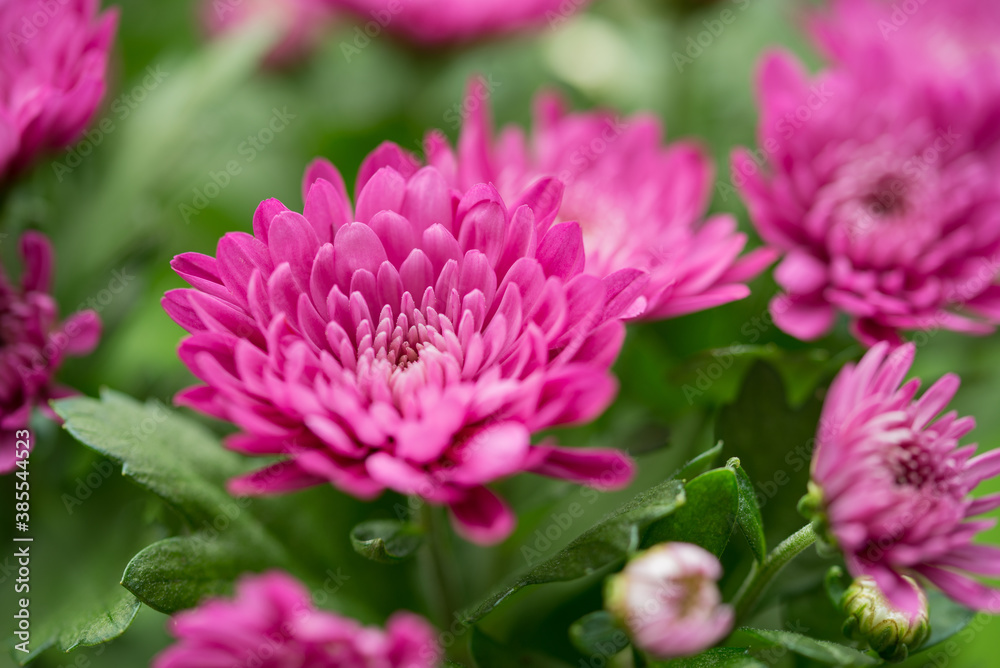 Chrysantheme Chrysantheme
