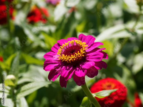 Singledouble-flowered deep-pink zinnias with small yellow rays of florets surrounded its great and high brown center disk