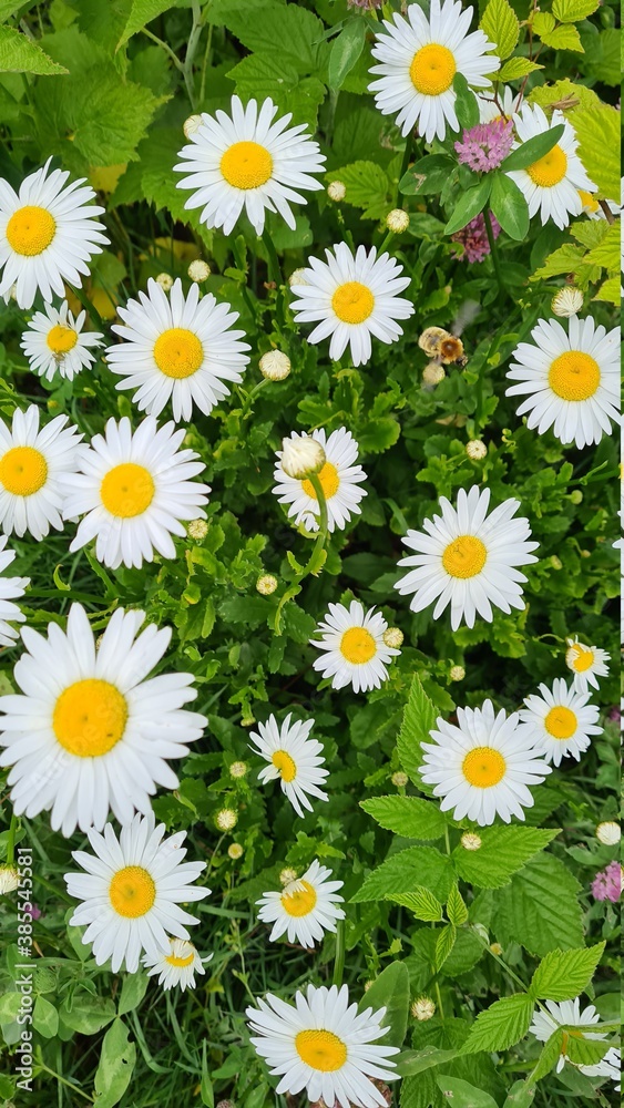 chamomile in a field chamomile in a field