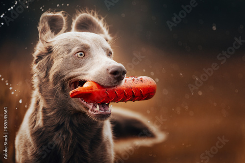 Φωτογραφία Close up of a Weimaraner retrieving a dummy