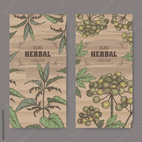 Two labels with Urtica dioica aka common nettle and Angelica archangelica aka garden angelica color sketch.