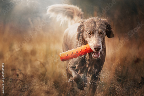 Fotografie Close up of a Weimaraner retrieving a dummy