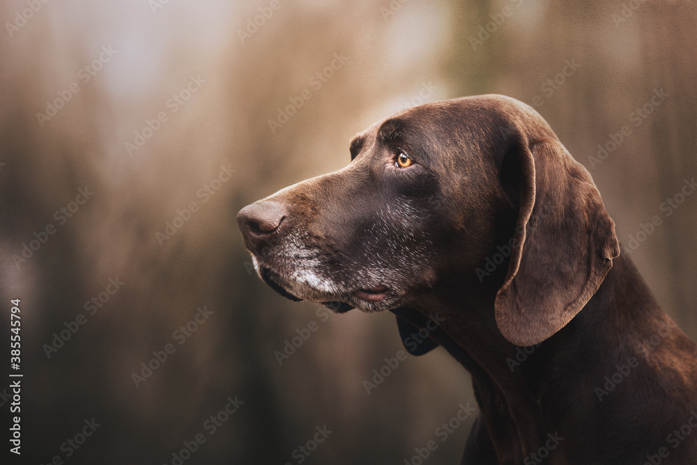 Portrait of a German Pointer Short hair Portrait of a German Pointer Short hair