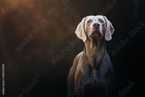 Male Weimaraner looking though 
