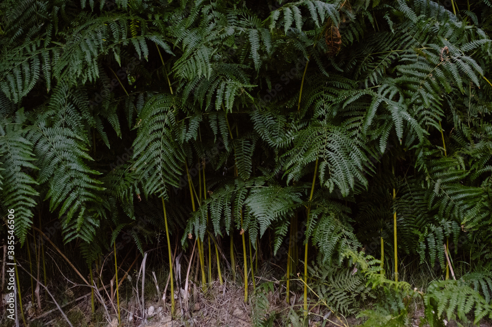 fern in the woods