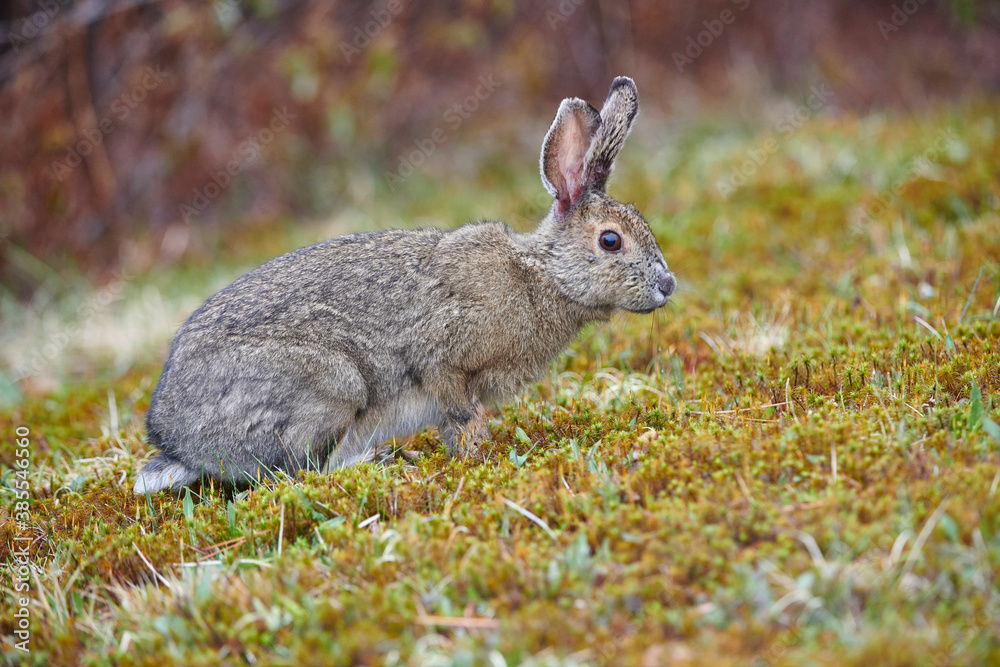 Fototapeta premium Snowshoe Hare (Lepus americanus) feeeding on short grass at edge of forest, Cherry Hill, Nova Scotia, Canada