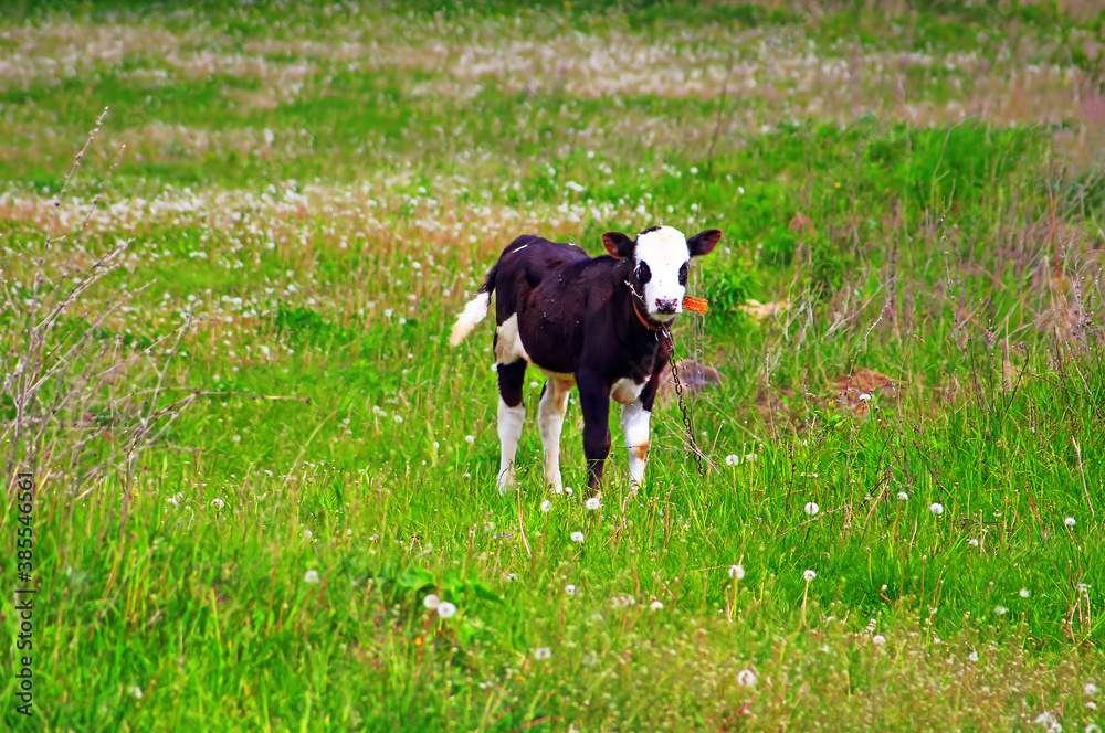 Calf on a green dandelion field