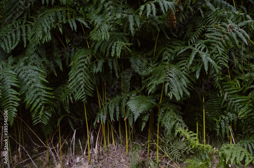 fern in the woods