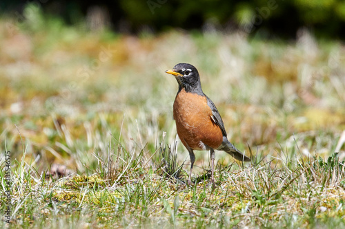 American Robin (Turdus migratorius), Broad Cove, Nova Scotia, Canada