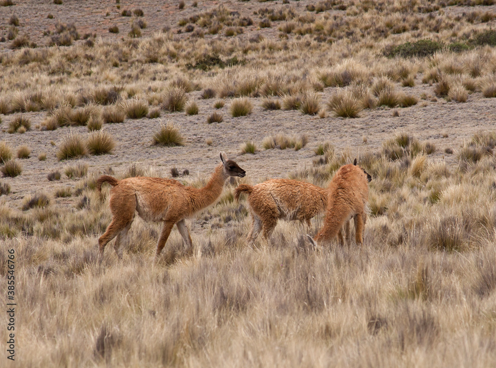 Fototapeta premium Andean wildlife. Herd of Guanacos grazing in the golden grassland in the mountains. 